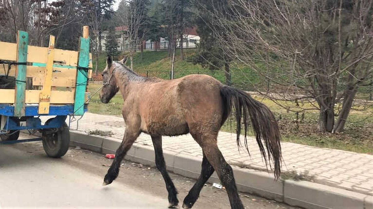 Hipodrom Mu, Çevre Yolu Mu?