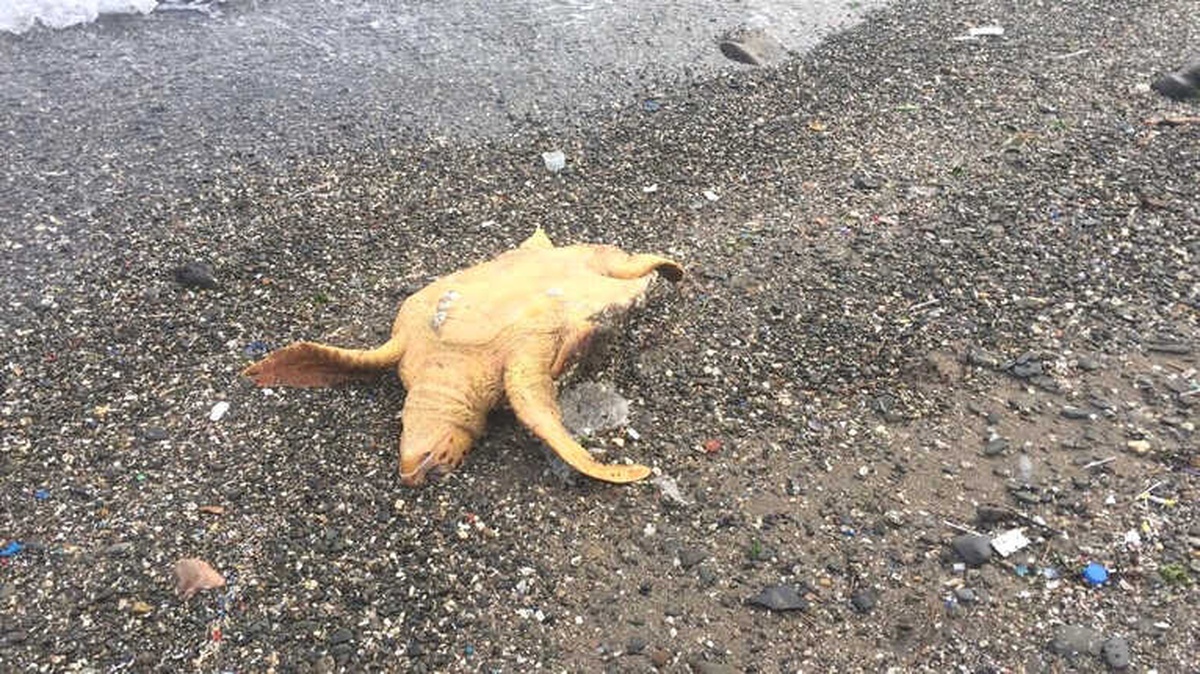 İzmir\'de 2 Caretta Caretta Ölü Olarak Bulundu