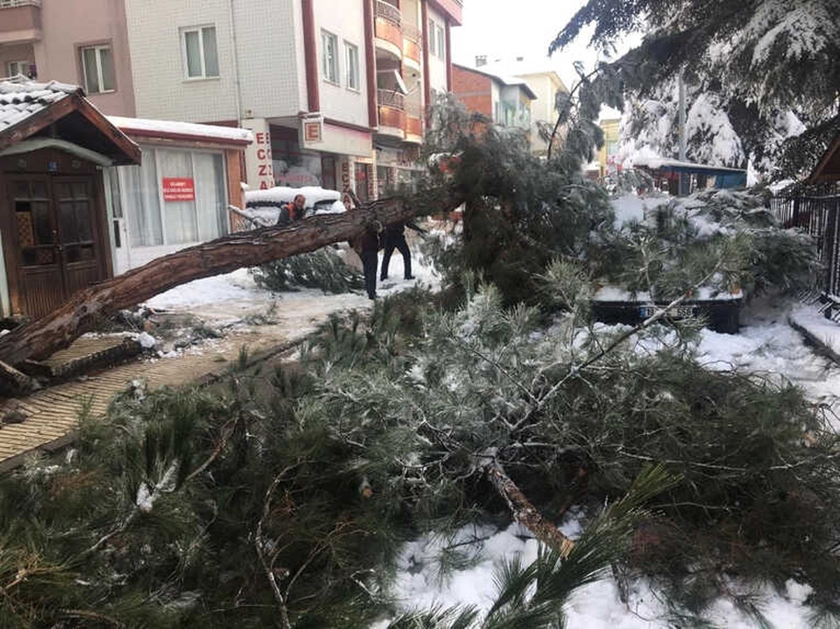 Kar Yağışına Dayanamayan Ağaç, Kökünden Söküldü