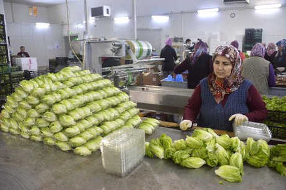 Minyatür Sebzeler İhraç Ediliyor