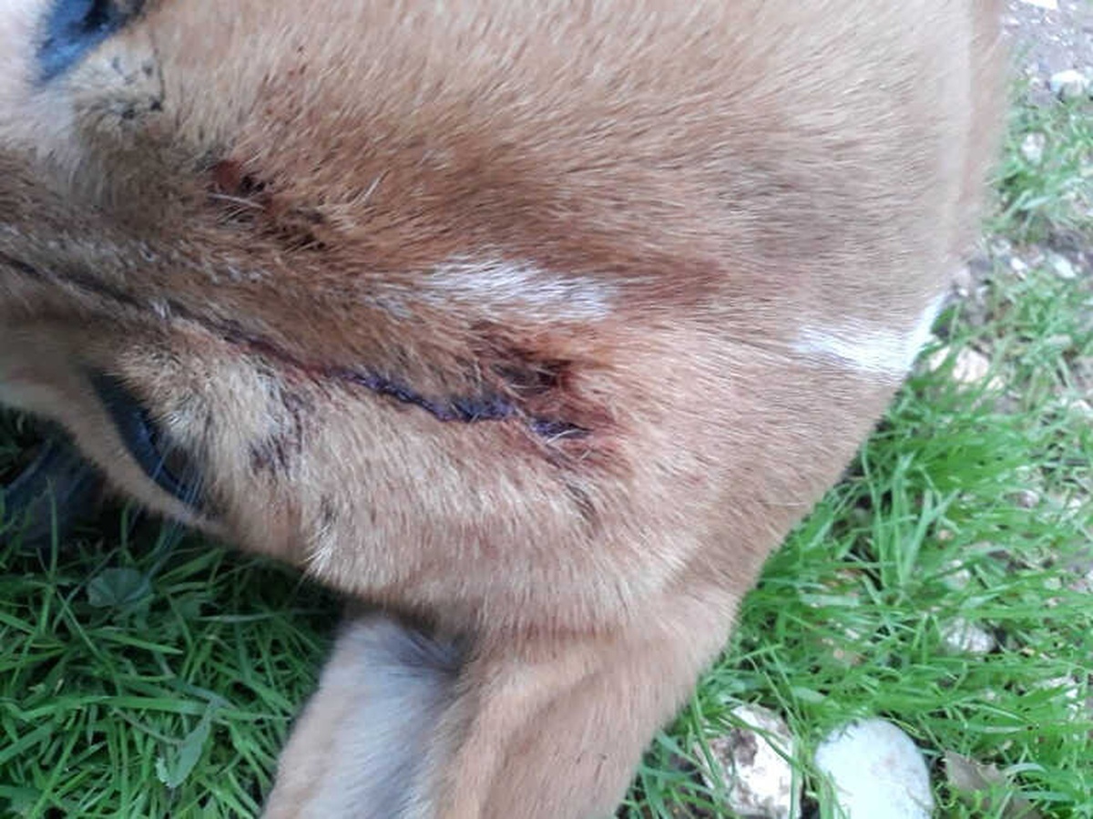 Yavru Köpeğin Üzerine Silahla Ateş Açıldı
