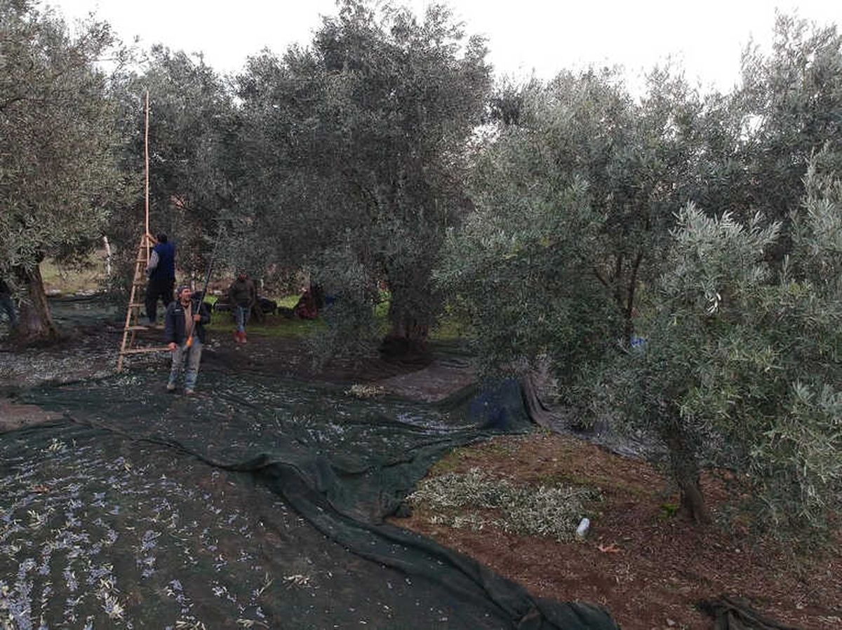 Zeytin Hasadı Havadan Görüntülendi