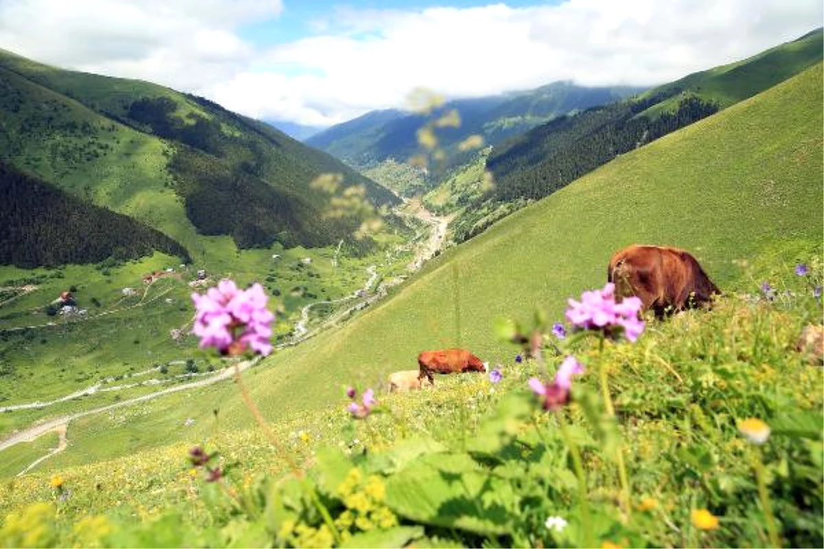 Ayder ve Uzungöl\'e Alternatif Turizm Merkezleri Oluşturulacak