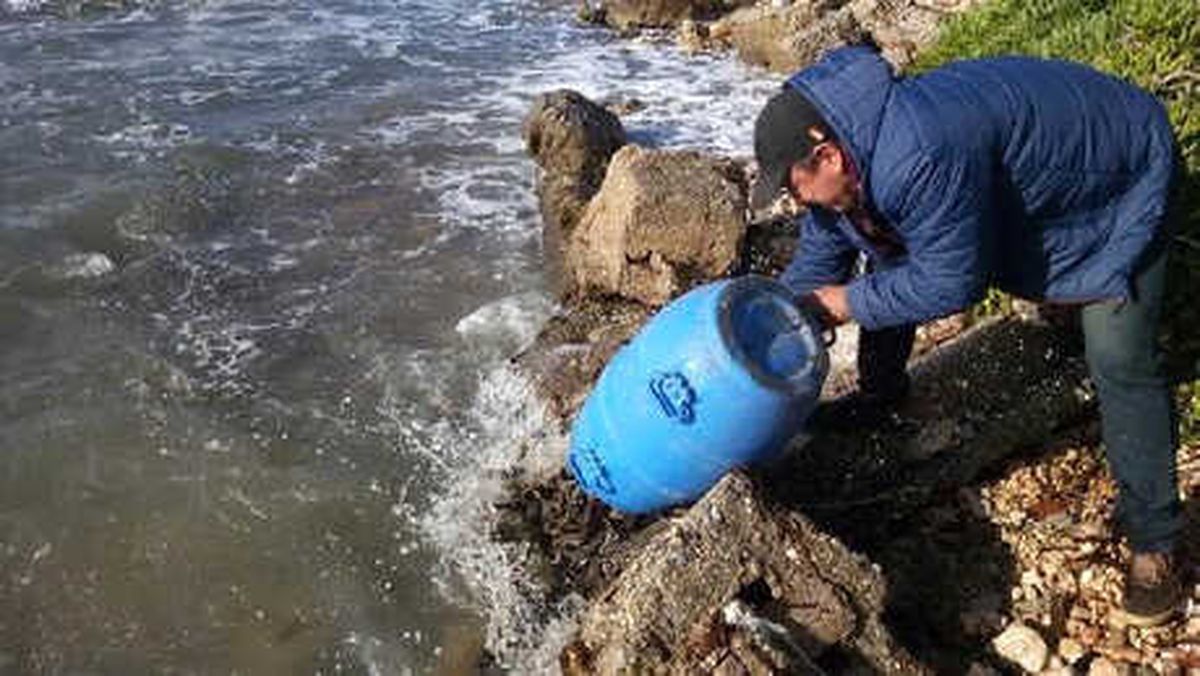 Didim\'de 1200 Deniz Patlıcanı Ele Geçirildi