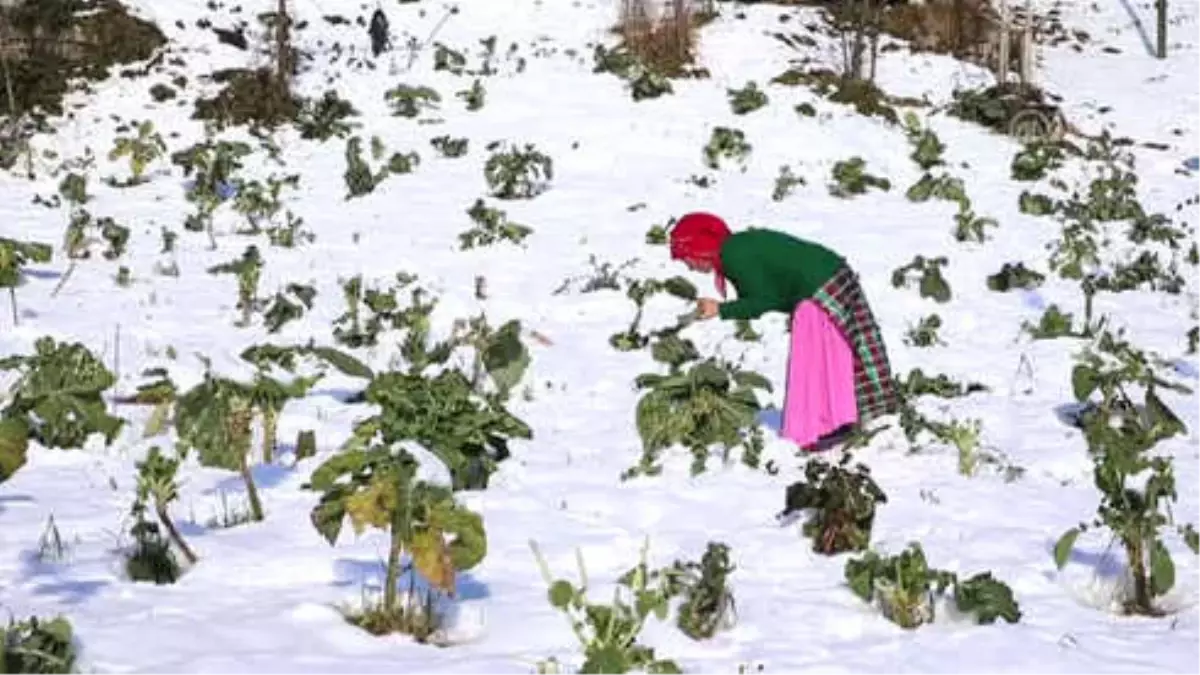 Karadeniz Kadınları, Aa\'nın "Yılın Fotoğrafları"Oylamasına Katıldı