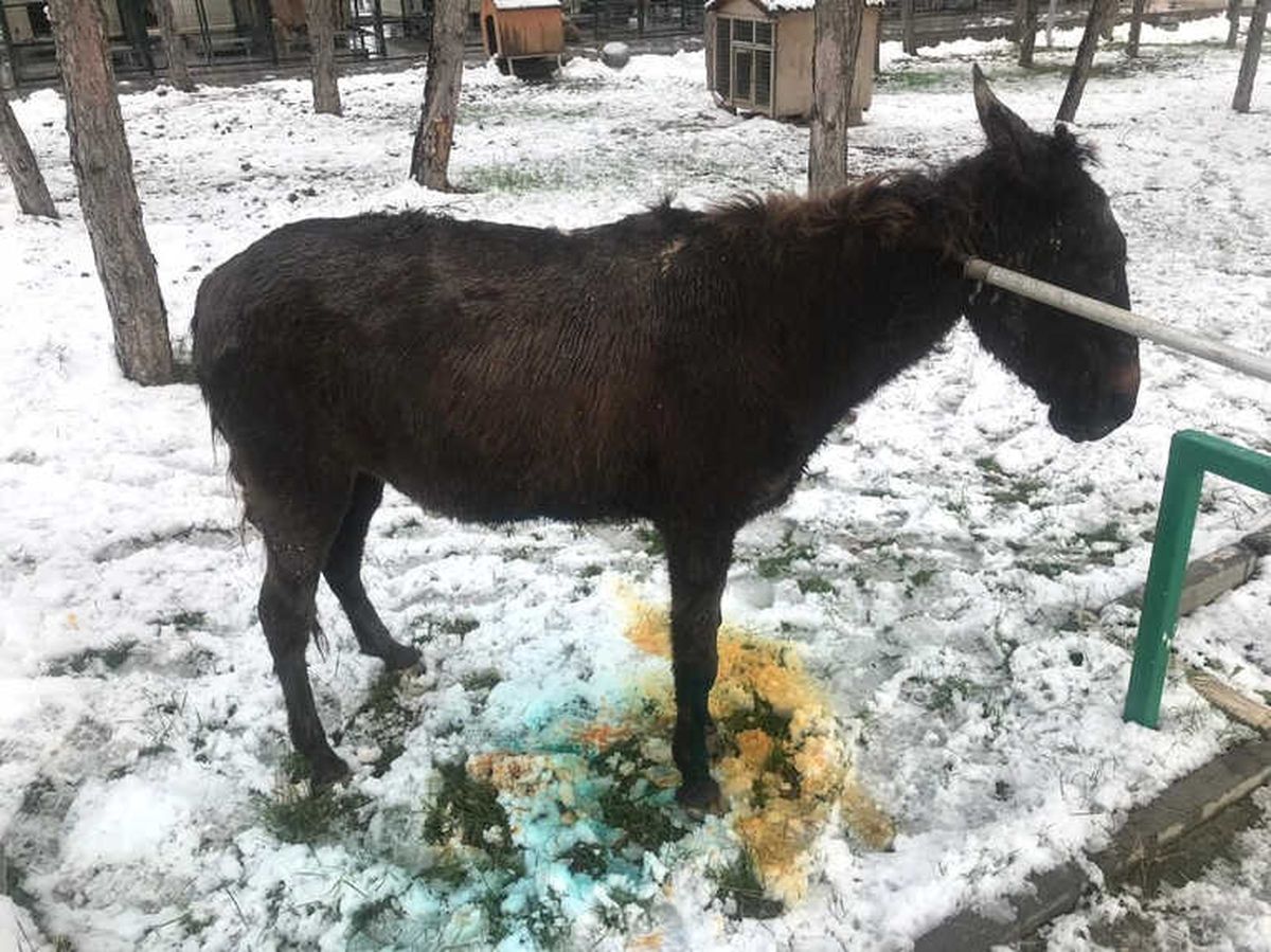 Logar Kuyusuna Düşen Eşek Operasyonla Kurtarıldı