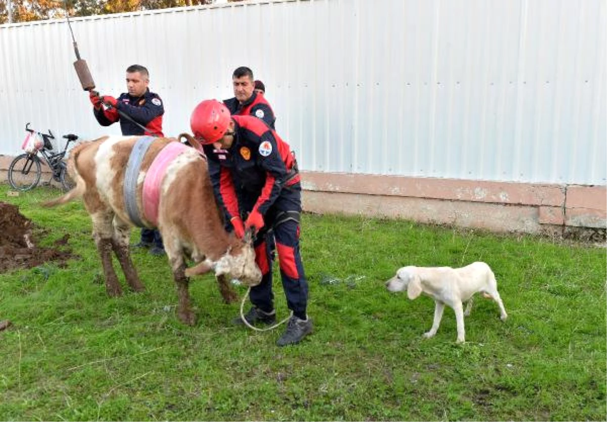 Rögara Düşen Dana, Köpeğin Başında Havlamasıyla Fark Edilip Kurtarıldı