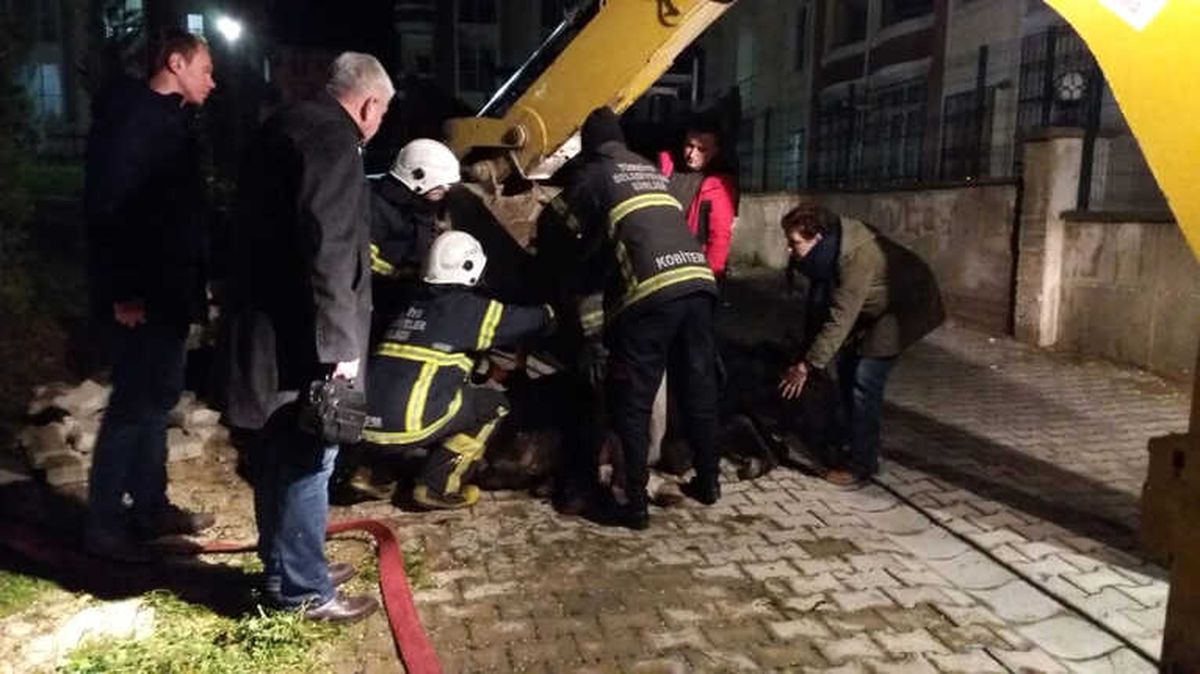 Yaralı Atı İtfaiye Ekipleri Kurtardı