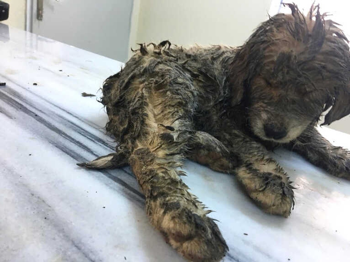 Yaralı Halde Bulunan Yavru Köpek Yaşama Tutundu