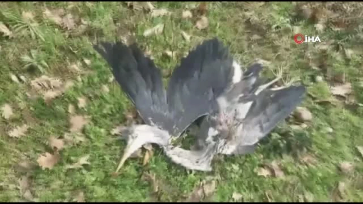Beykoz\'da Karabatak ve Avlanması Yasak Olan Gri Balıkçıl Kuşu Vurulmuş Halde Bulundu