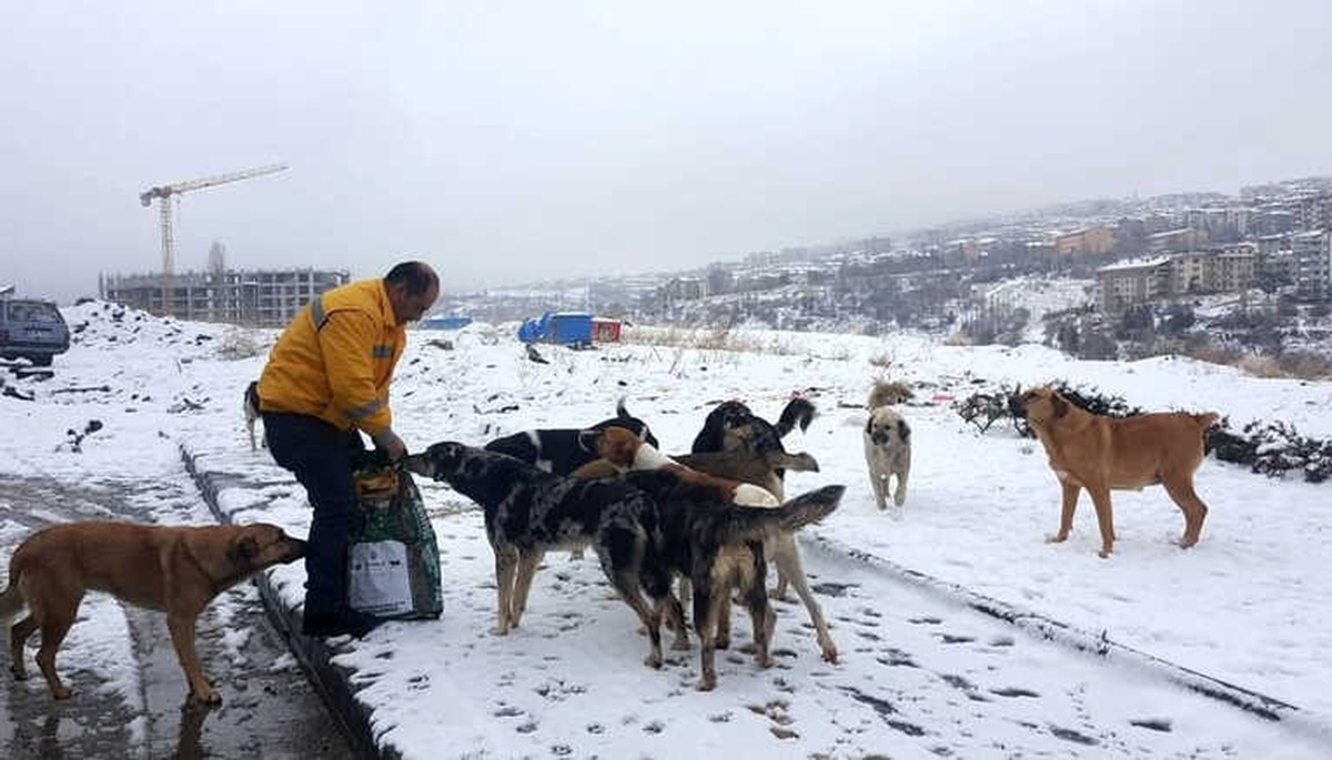 Çankaya Belediyesi Sokak Hayvanlarını Unutmadı