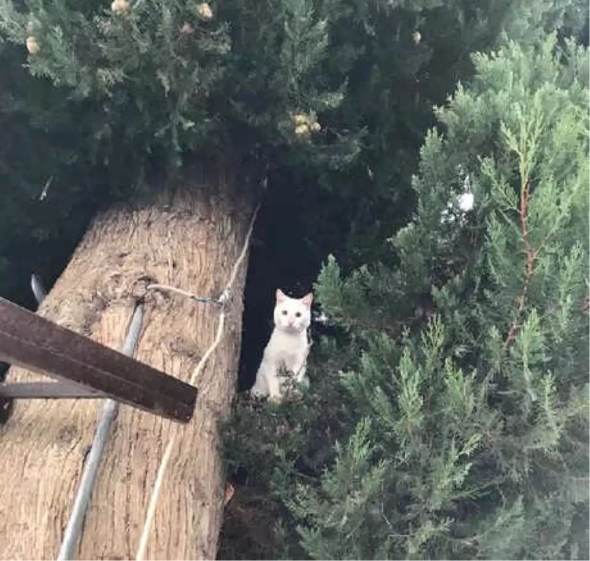 Kedi, 15 Kilometreden Okula Döndü