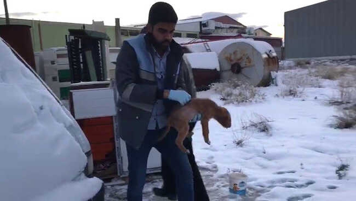 Yavru Köpekler Donmak Üzereyken Kurtarıldı