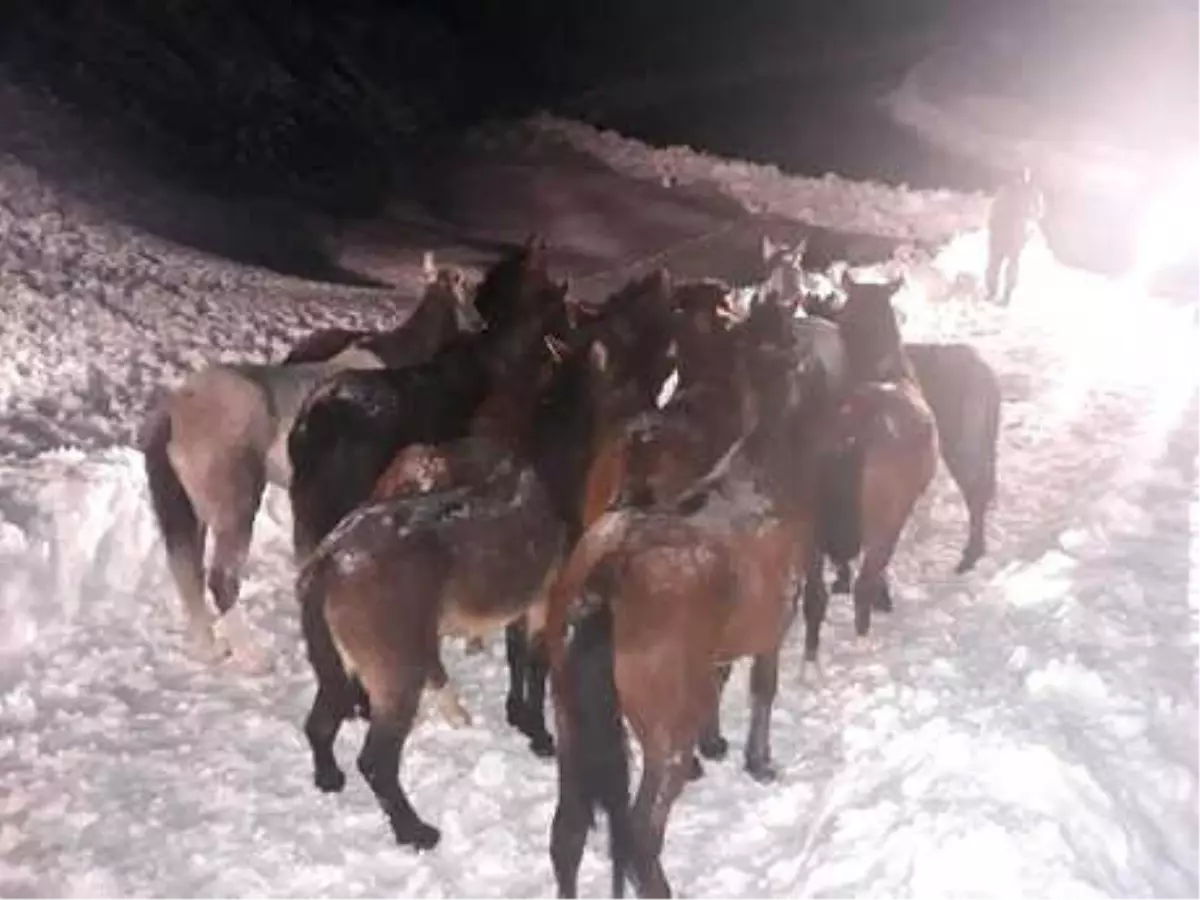 2 Bin 700 Rakımlı Yaylada Mahsur Kalan 14 At Kurtarıldı