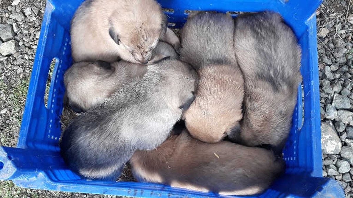 Anneleri Telef Edilen 6 Yavru Köpeğe Sahip Çıktı