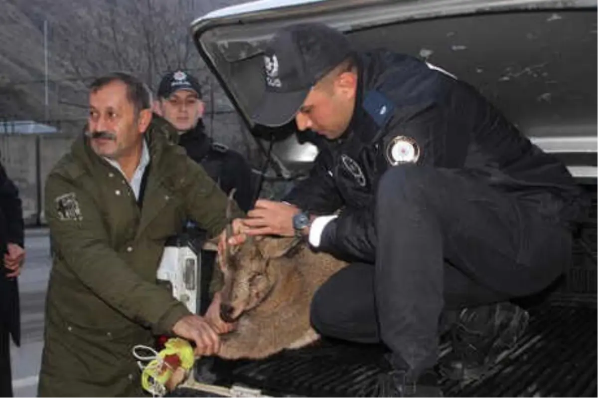 Çığın Altında Kalan Dağ Keçisinin İki Bacağı Kırıldı