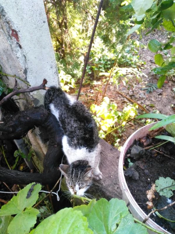 Bacağına Demir Çubuk Saplanan Kediyi İtfaiye Kurtardı Son Dakika