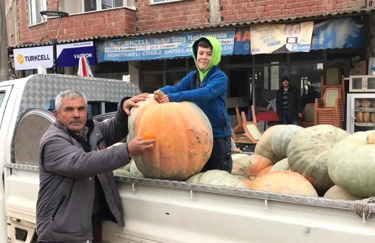 Bu Kabakların Tanesi Köyü Doyuruyor