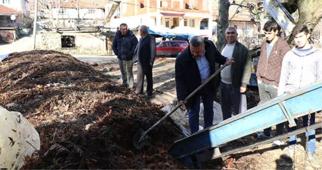 Denizli\'nin Bin Rakımlı Köyünden Toplanan Kestanelere Araplar Yoğun İlgi Gösteriyor