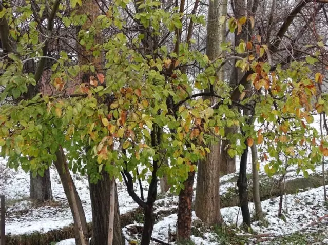 Kar Ortasinda Yesil Yaprakli Ayva Agaci Sasirtiyor Son Dakika