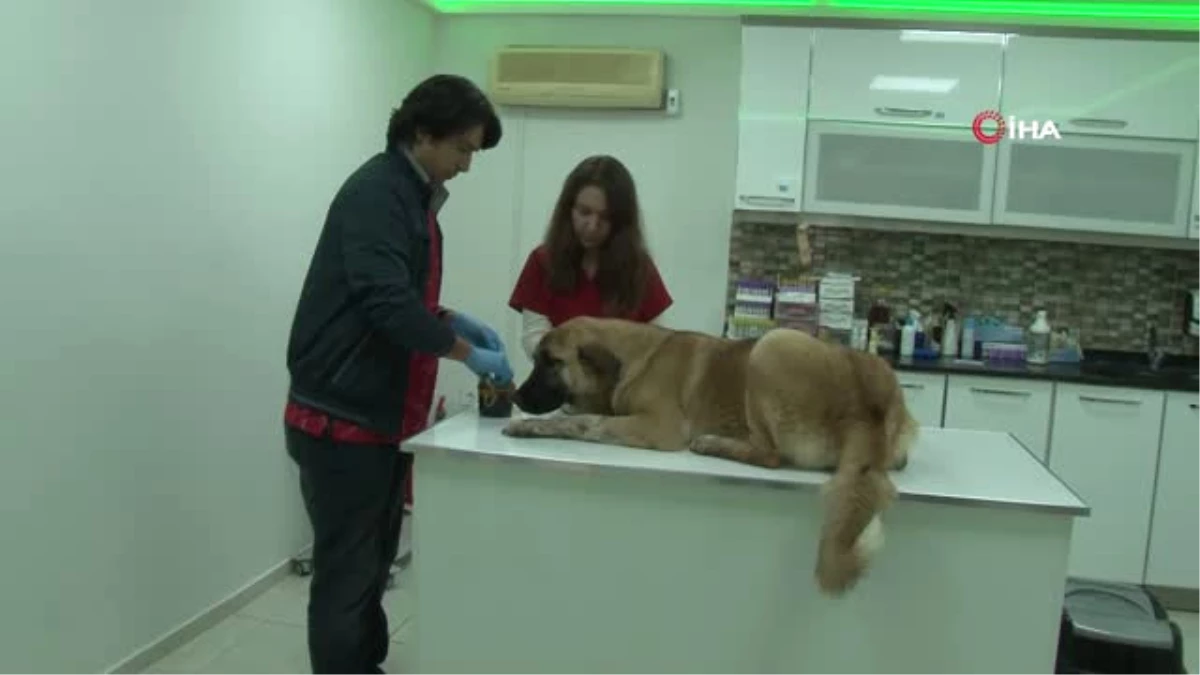 Pompalı Tüfekle Köpekleri Vurdu, Ortalığa Tehditler Savurup Kaçtı