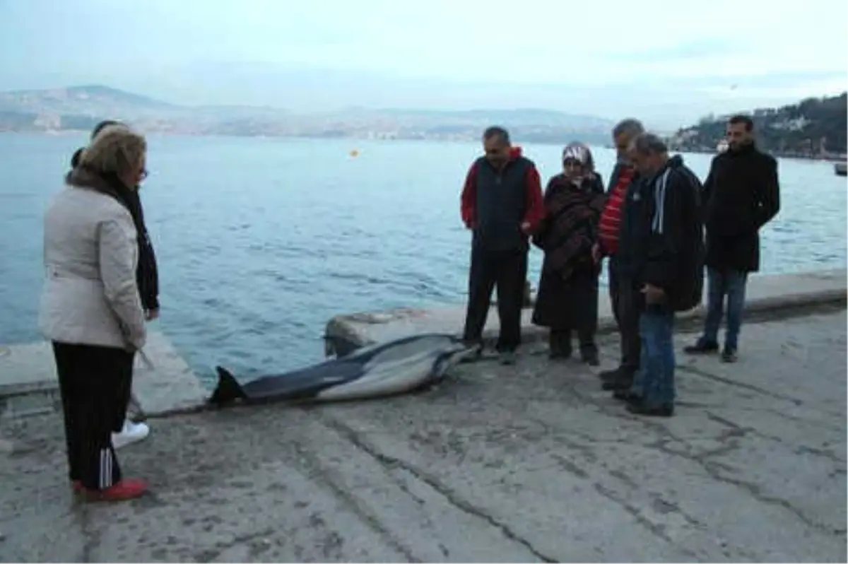 Sarıyer Sahilinde Ölü Yunus Bulundu