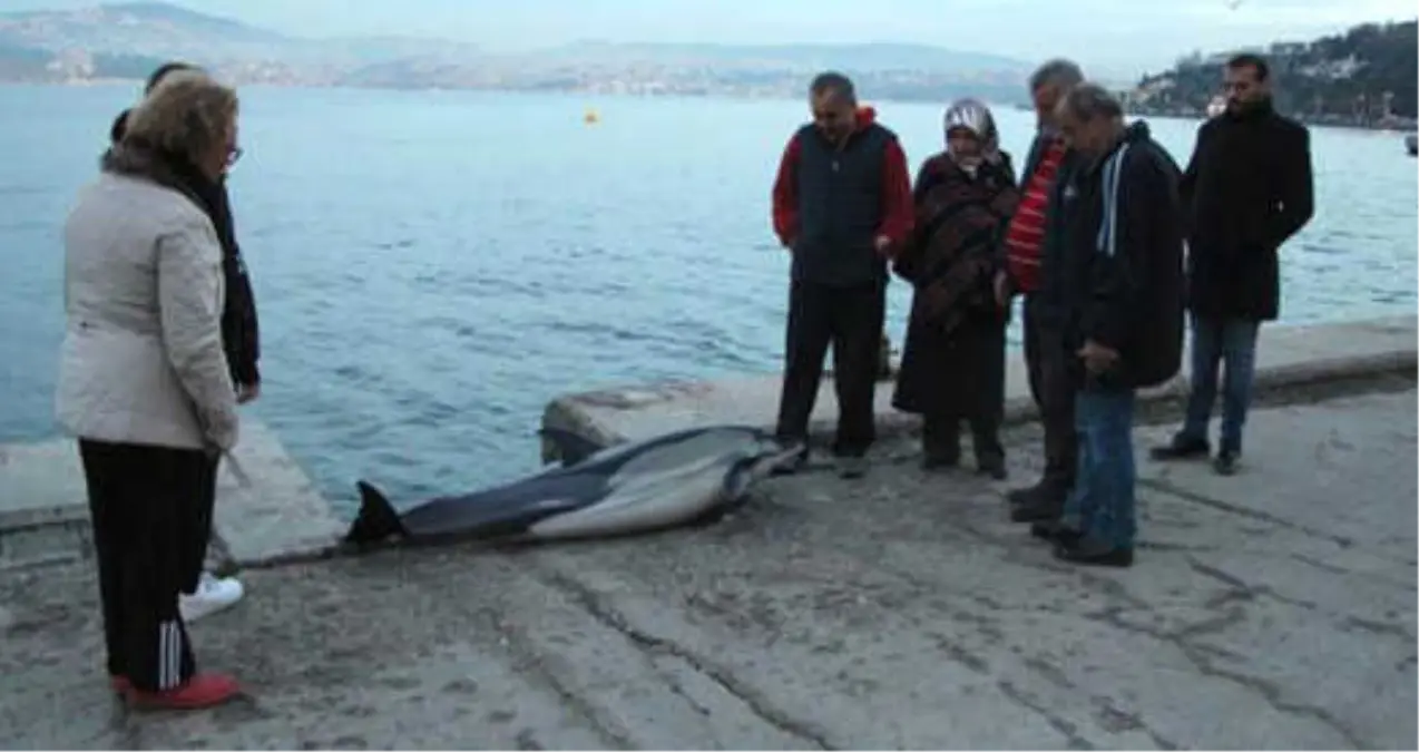 Sarıyer Sahilinde Ölü Yunus Bulundu