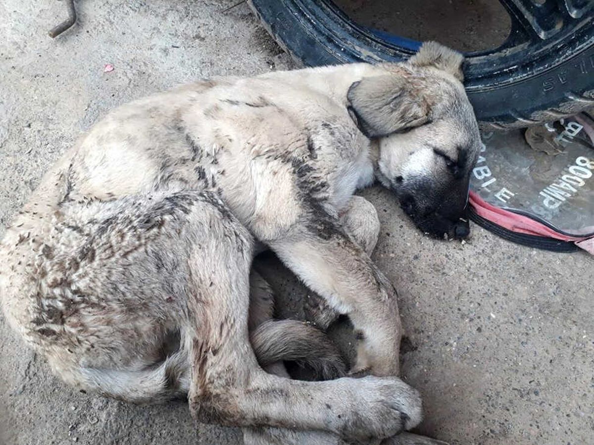 Sokak Köpeği Donarak Telef Oldu