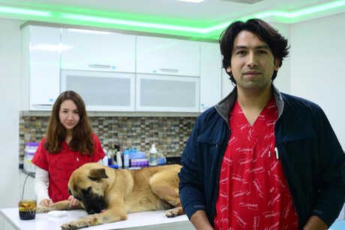 Sokak Köpekleri Pompalı Tüfekle Vuruldu