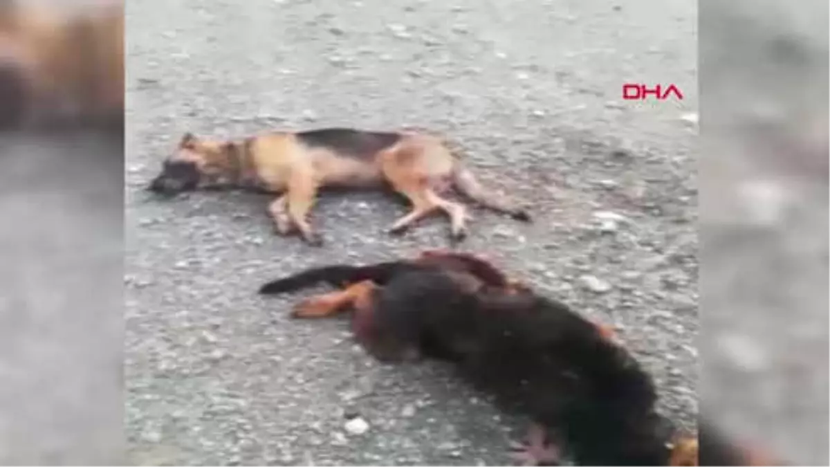 Tokat Zehirli Et ve Kek Verilen 4 Sokak Köpeği Öldü