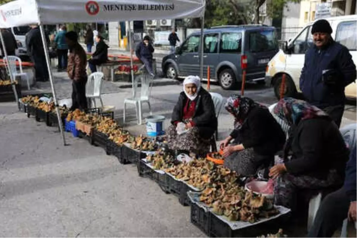 Zehirli Mantar Uyarısı