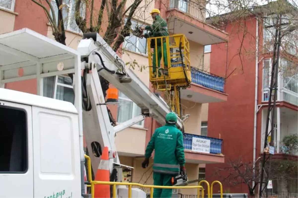 Ağaçlar Budanarak Bahara Hazırlanıyor