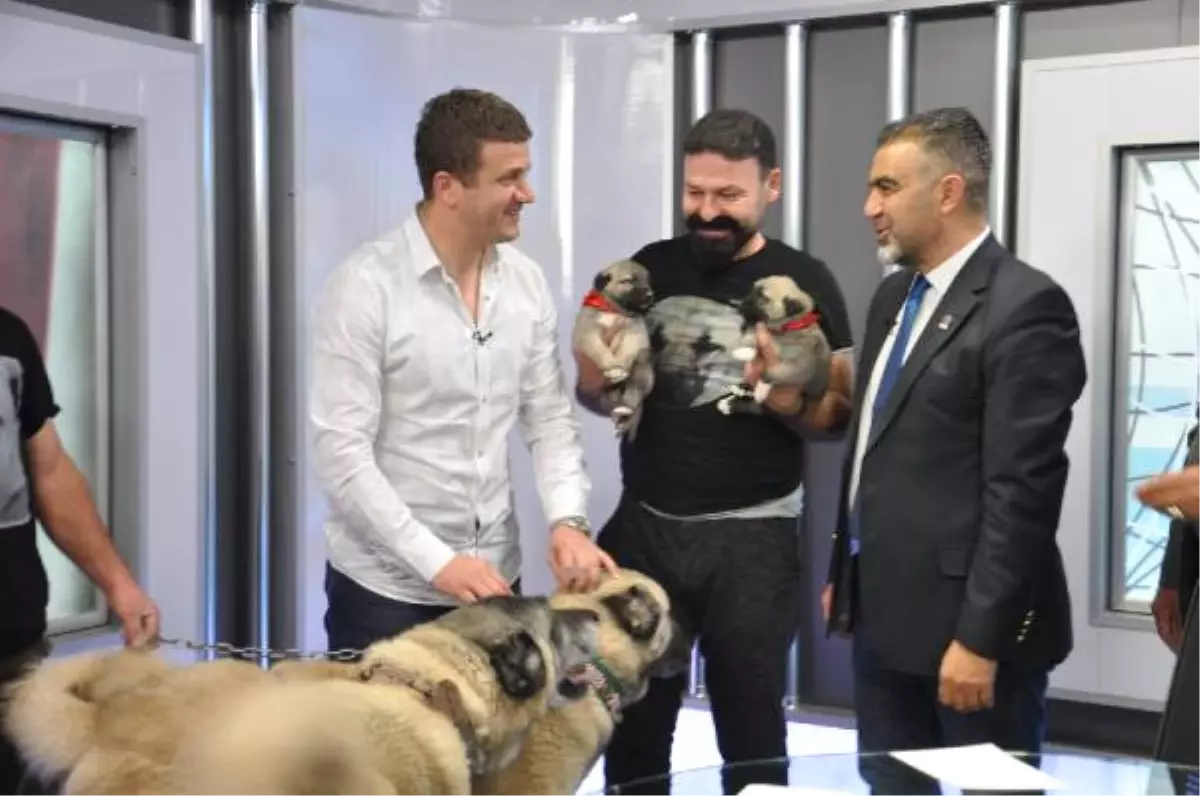 Hakan Keleş\'e Kangal Köpeği Hediye Edildi