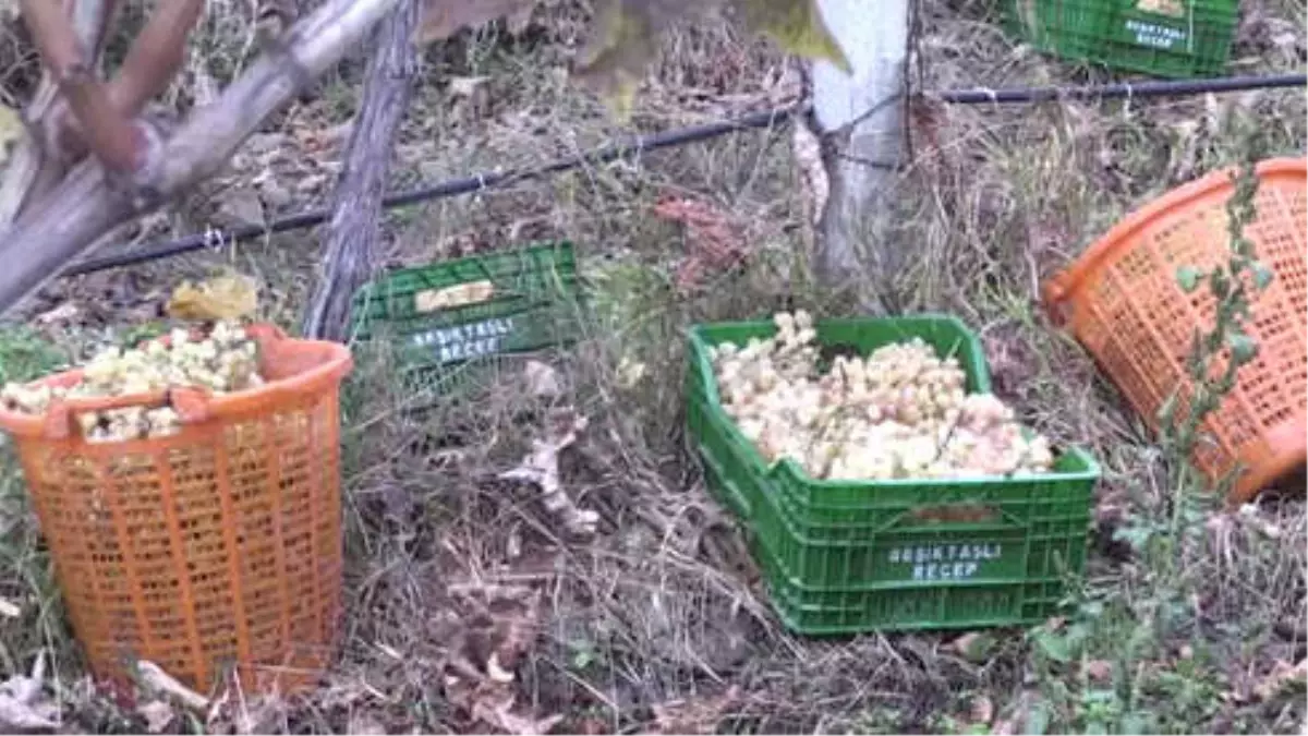 Kadınların Kış Mevsiminde Bağ Bozumu Mesaisi