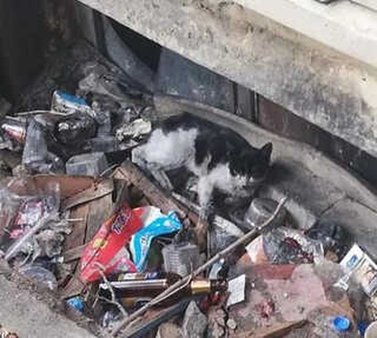 Kediyi Kurtarmak İçin Seferber Oldular