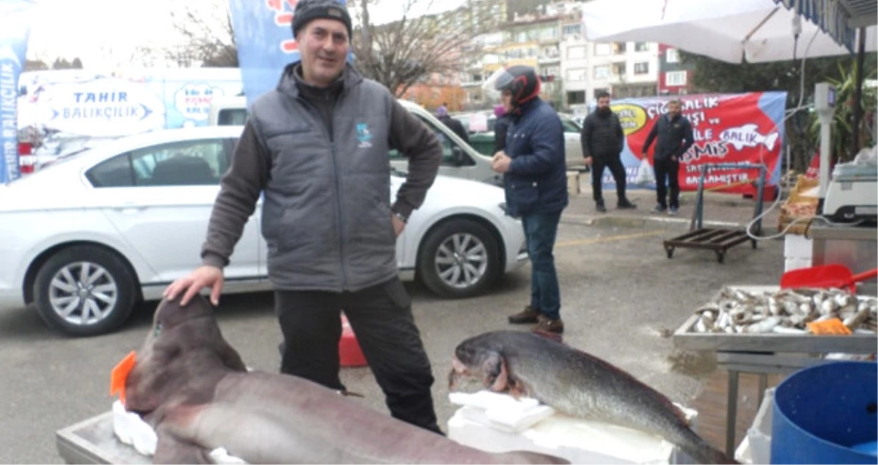 Marmara Denizi\'nde Dev Köpek Balığı Yakalandı