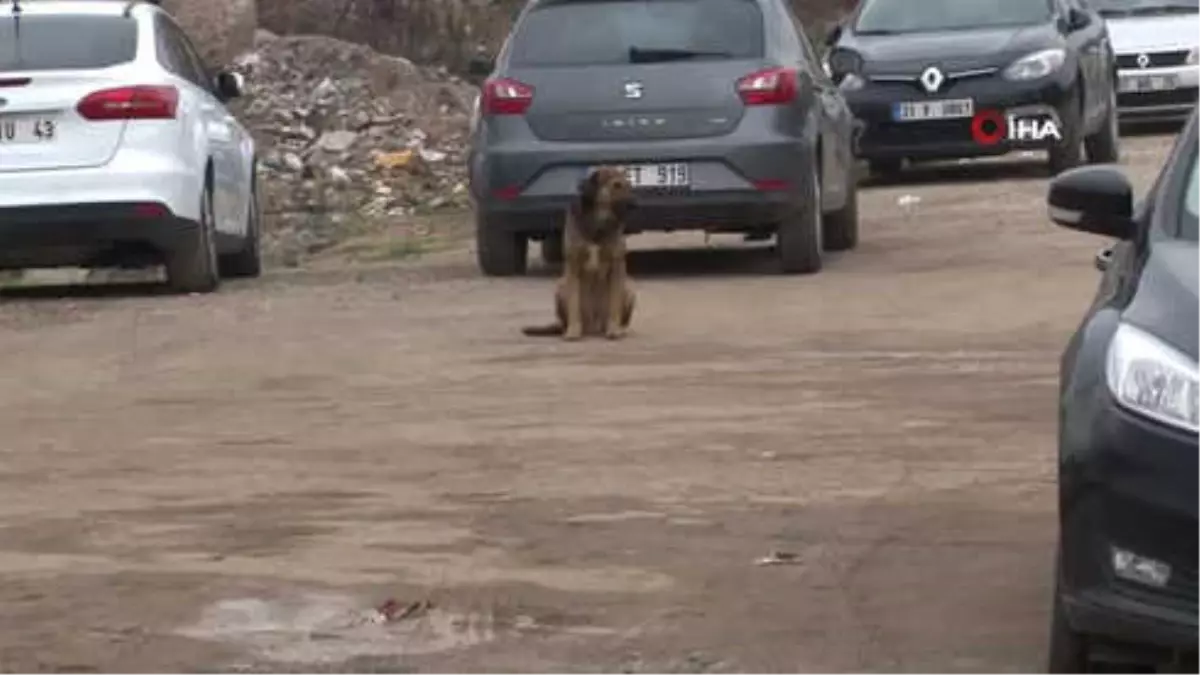 Okula Gitmeye Korkuyorlar... Minik Öğrencilerin Okul Yolunda Köpek Korkusu