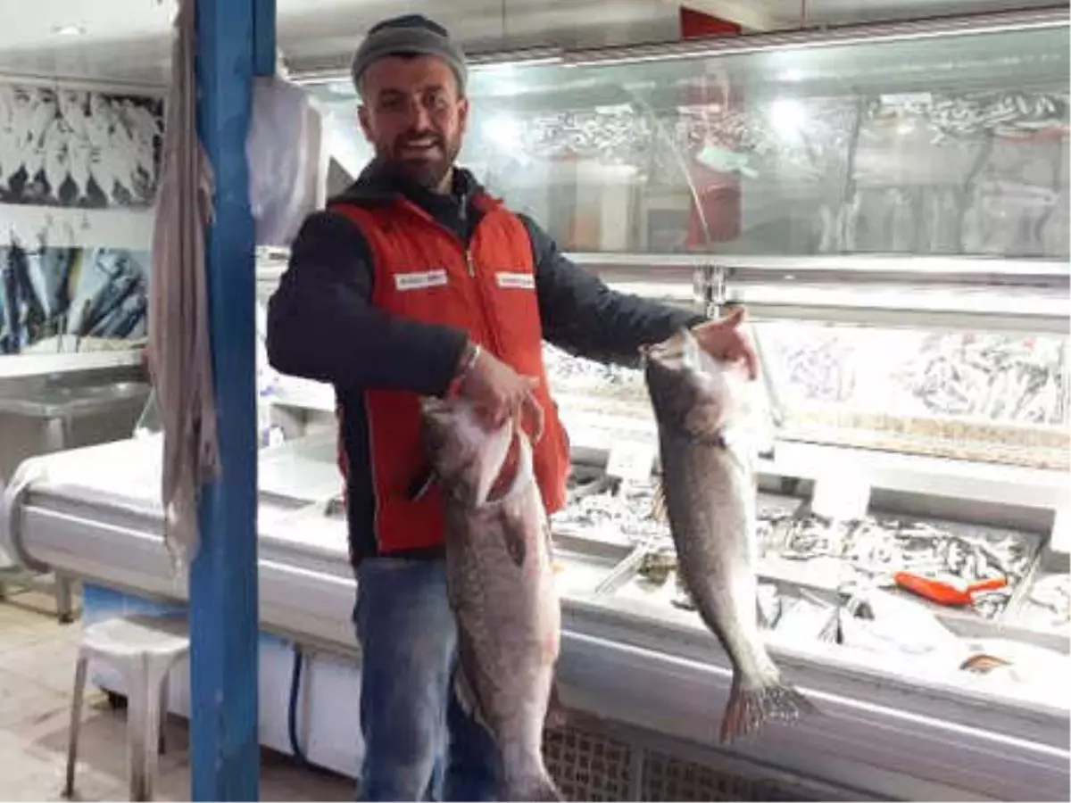 Oltayla Yakaladığı Levrekler Yüzünü Güldürdü