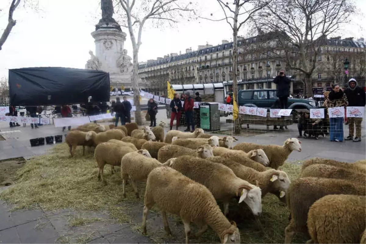 Paris\'in Göbeğinde Koyunlu Gösteri