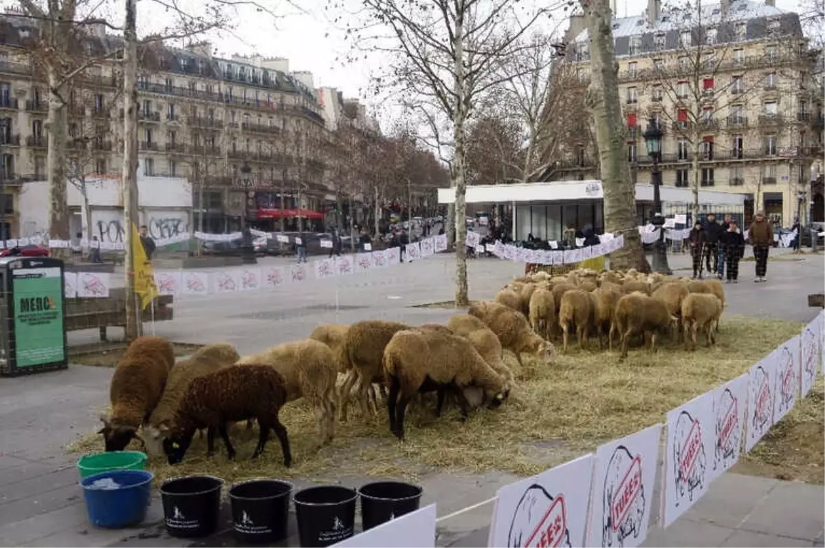 Paris\'in Ortasında Koyunlu Gösteri