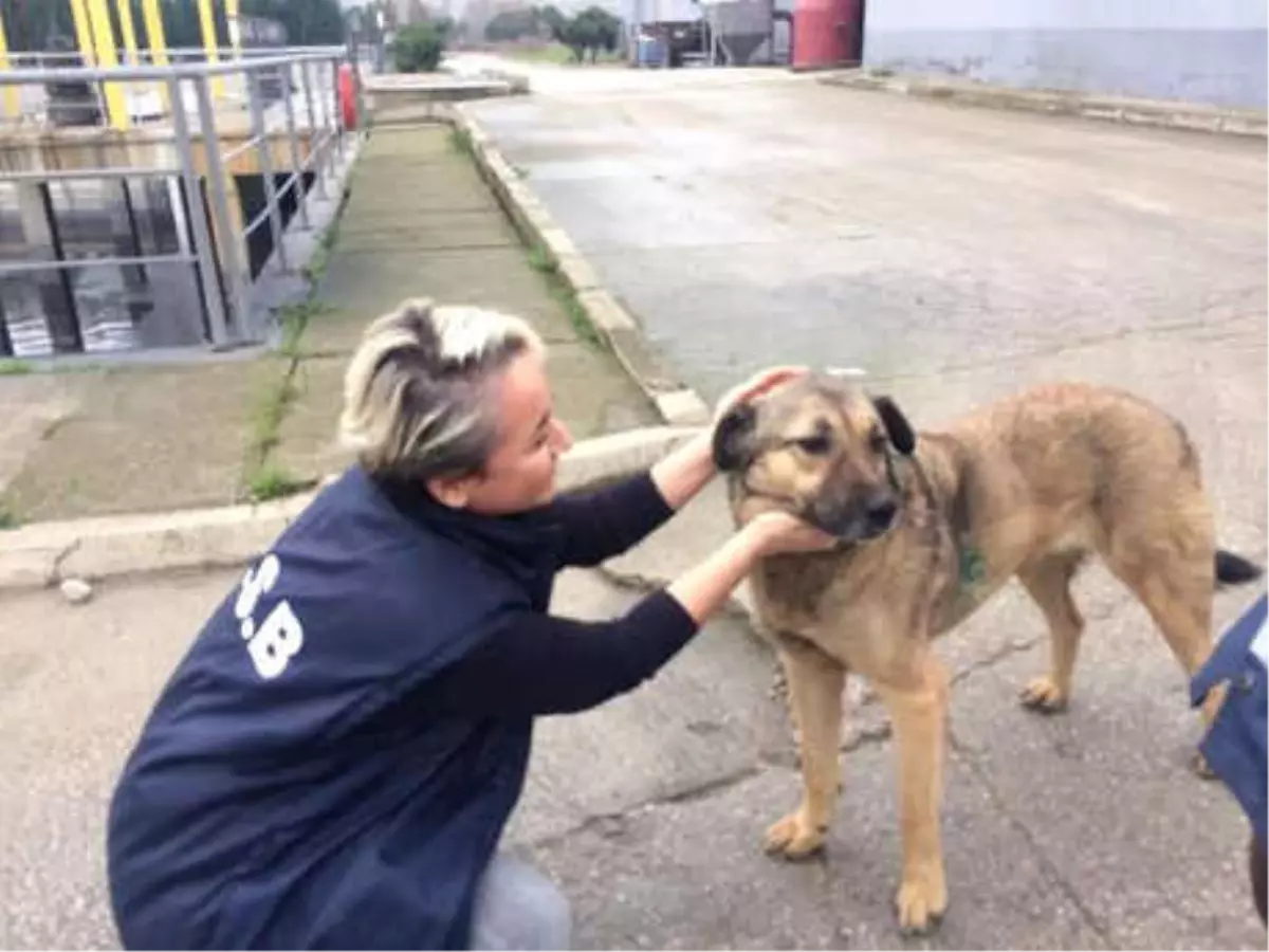 Tedavisi Yapılan Köpek Yuvasına Döndü