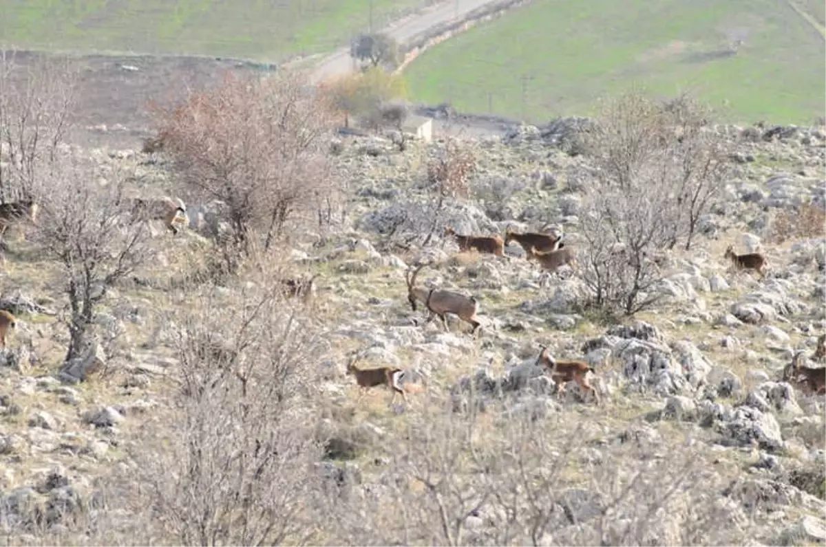 Yaban Keçilerinin Sayımı Tamamlandı