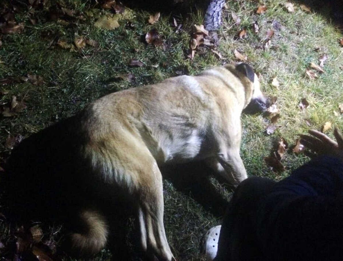 Başkent\'te Köpek Katliamı: 8 Sokak Köpeği Zehirlendi