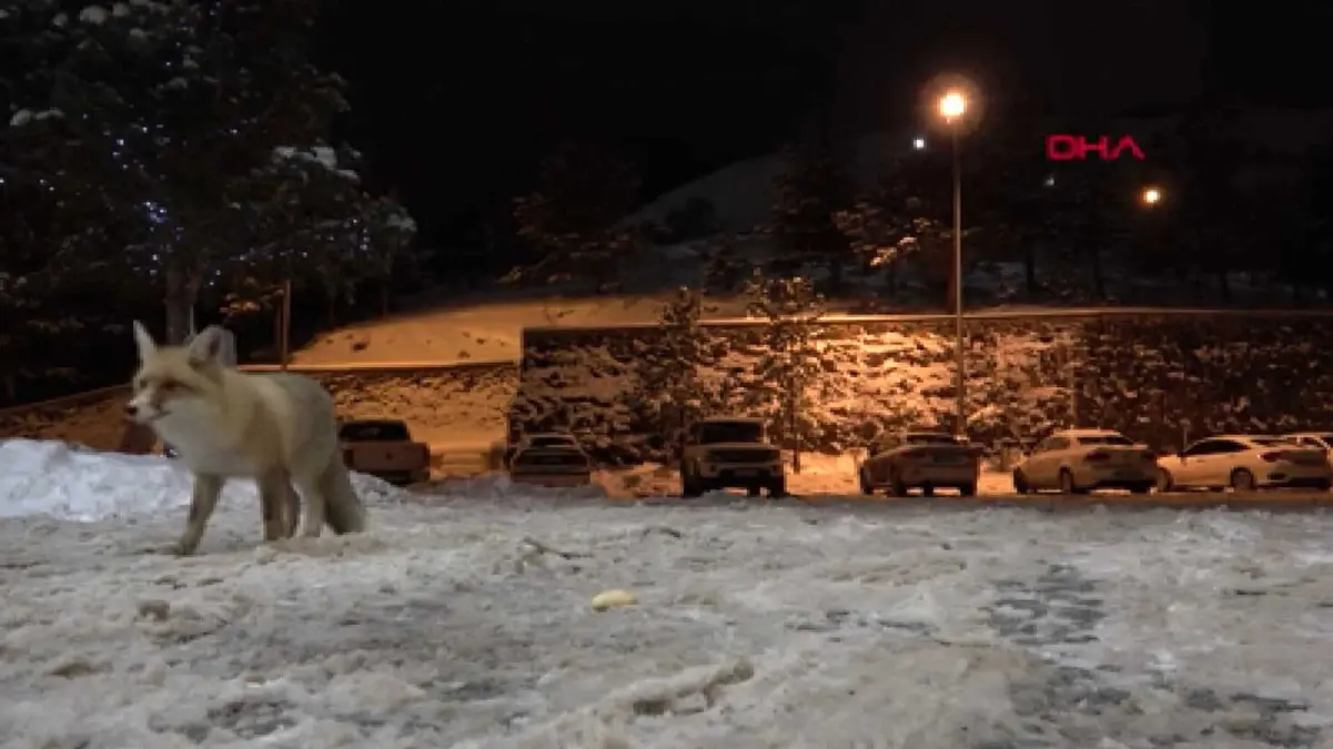 Erzurum 12 Yıldır 5 Çayını Kaçırmayan Tilkiler