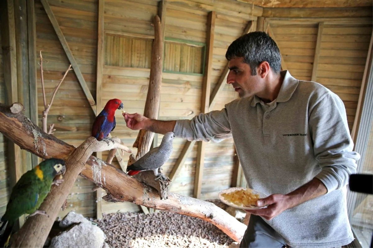 Kaçak Papağanlar Karşıyakalı Oldu