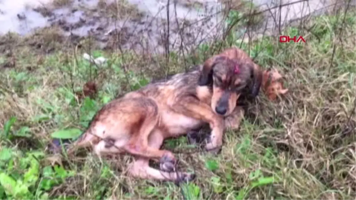 Köpeğe Araç Çarptı, Yoldan Geçen 112 Acil Ekibi Müdahale Etti, Askerler Barınağa Götürdü