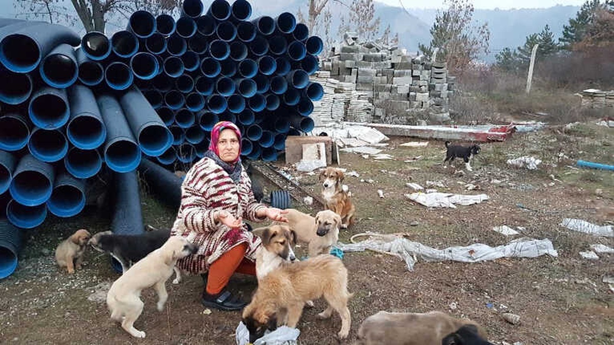 Tosya Hayvan Barınağında Sokak Köpekleri Ölüme Terk Edildi