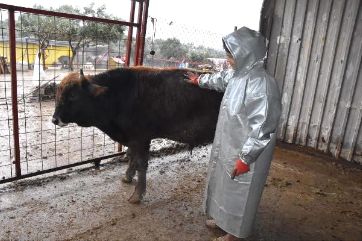 Ünlü Dana Ferdinand\'ın Keyfi Yerinde! 600 Kiloya Ulaştı