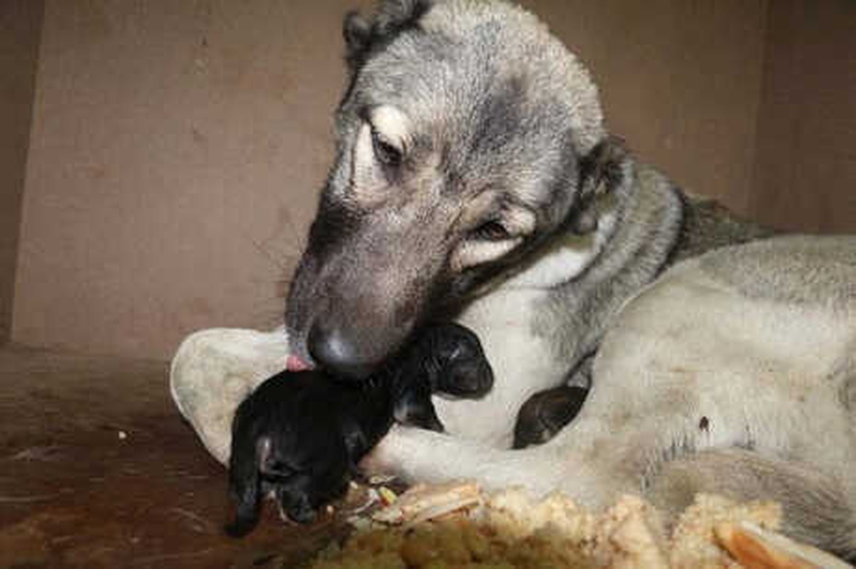 Donma Tehlikesi Geçiren Köpek ve Yavrularını İtfaiye Kurtardı