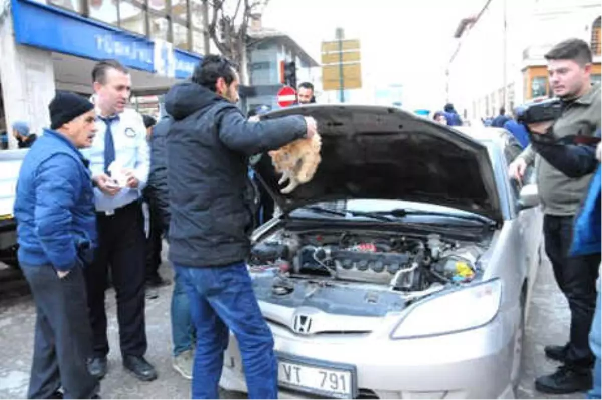 Otomobilin Altına Giren Kediyi Kurtarmak İçin Seferber Oldular